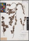 Foto von Salix aurita L.